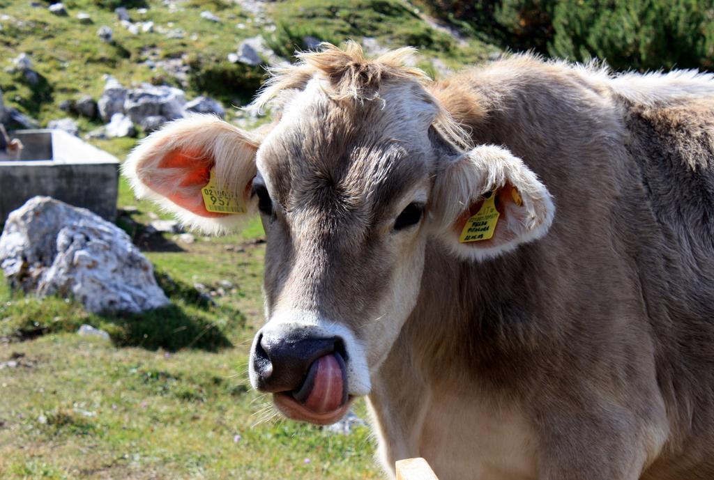 Hotel La Pineta Sëlva di Val Gardena Eksteriør billede
